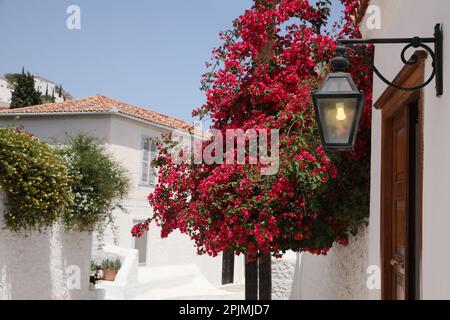 Bell'albero fiorito ed elegante lanterna vicino all'ingresso della casa nelle giornate di sole Foto Stock