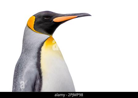 Primo piano laterale della testa di un grazioso pinguino re, ritagliato su uno sfondo bianco Foto Stock