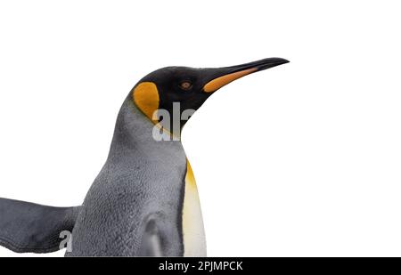 Primo piano laterale della testa di un grazioso pinguino re, ritagliato su uno sfondo bianco Foto Stock