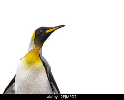 Primo piano laterale della testa di un grazioso pinguino re, ritagliato su uno sfondo bianco Foto Stock