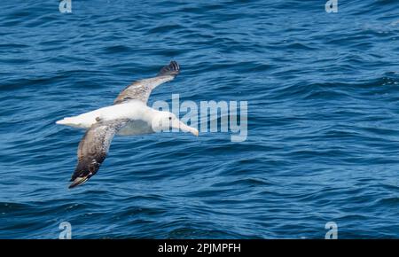 Gigante Petrel (Macronectes giganteus) in volo sul passaggio Drake Foto Stock