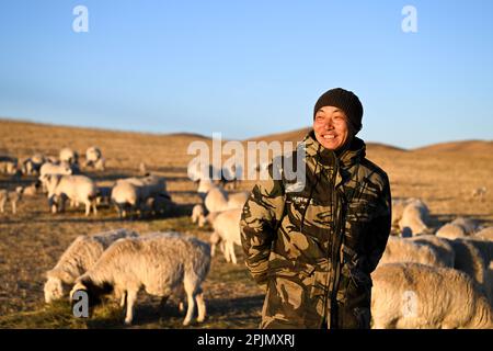 (230403) -- LEGA XILINGOL, 3 aprile 2023 (Xinhua) -- Hardsman Tsogdelger sorride nel pascolo nel West Ujimqin Banner della Lega Xilingol, regione autonoma della Mongolia interna della Cina settentrionale, 29 marzo 2023. In primavera, la stagione più trafficata dell'anno, Tsogdelger, un pastore del gruppo etnico mongolo, e la sua famiglia hanno bisogno di aiutare a lamentare e nutrire il bestiame ogni giorno. Più di 280 agnelli sono nati nella sua fattoria dal marzo 18. Dall'inizio di quest'anno fino al marzo 30, sono nati in totale 581.300 figli a West Ujimqin Banner, di cui 100.900 grandi animali e 480.400 piccoli Foto Stock