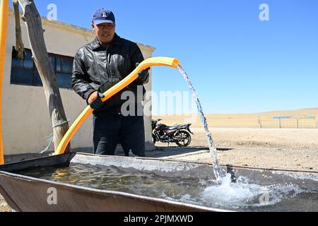 (230403) -- Lega XILINGOL, 3 aprile 2023 (Xinhua) -- Tumenbayar, padre del pastore Tsogdelger, riempie il lavandino con acqua per i cavalli da bere a West Ujimqin Banner della Lega Xilingol, regione autonoma della Mongolia interna della Cina settentrionale, 29 marzo 2023. In primavera, la stagione più trafficata dell'anno, Tsogdelger, un pastore del gruppo etnico mongolo, e la sua famiglia hanno bisogno di aiutare a lamentare e nutrire il bestiame ogni giorno. Più di 280 agnelli sono nati nella sua fattoria dal marzo 18. Dall'inizio di quest'anno fino al marzo 30, sono nati in totale 581.300 figli a West Ujimqin Banner, i Foto Stock