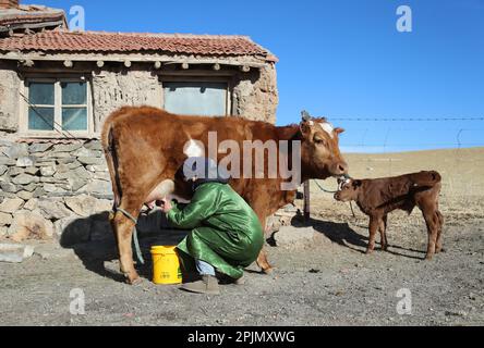 (230403) -- Lega XILINGOL, 3 aprile 2023 (Xinhua) -- moglie di Hardsman Tsogdelger Munguntuya munge di fronte alla stalla in West Ujimqin Banner della Lega Xilingol, regione autonoma della Mongolia interna della Cina settentrionale, 29 marzo 2023. In primavera, la stagione più trafficata dell'anno, Tsogdelger, un pastore del gruppo etnico mongolo, e la sua famiglia hanno bisogno di aiutare a lamentare e nutrire il bestiame ogni giorno. Più di 280 agnelli sono nati nella sua fattoria dal marzo 18. Dall'inizio di quest'anno fino al marzo 30, sono nati in totale 581.300 figli a West Ujimqin Banner, di cui 100.900 grandi li Foto Stock
