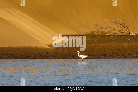 Piccola gretta, garzetta, camminando nelle acque della laguna di Charca, di fronte alle dune di sabbia di Maspalomas, Gran Canaria, Spagna. Foto Stock