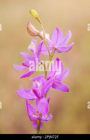 L'orchidea selvatica del Michigan - l'orchidea rosa dell'erba (Calopogon tuberosus) è un'orchidea nativa del Nord America orientale Foto Stock