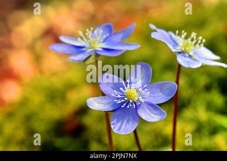 L'erba livrea comune (Anemone hepatica o Hepatica nobilis) in fiore Foto Stock