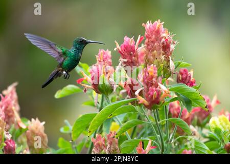 Colibrì rumato di rame, Amazilia tobaci, che vola accanto a un bouquet di fiori di piante di gamberi. Foto Stock