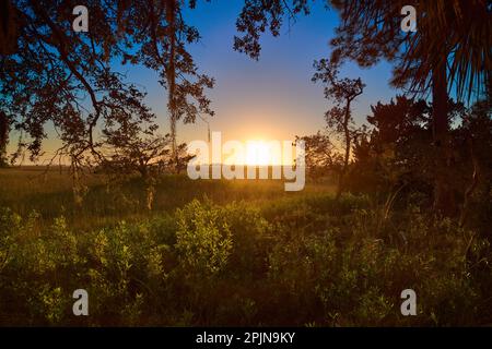 Tramonto visto attraverso gli alberi con muschio spagnolo vicino a caccia isola parco statale nel sud carolina. Foto Stock