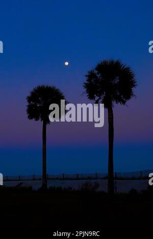 Luna piena che sorge su due alberi di palmetto al Hunting Island state Park, South Carolina. Foto Stock