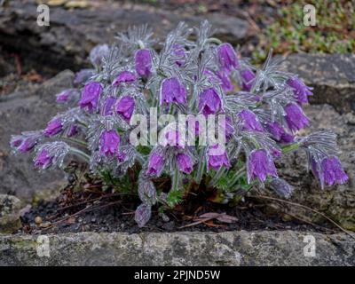 Gruppo di fiori di pasque in erba coperto da gocce di pioggia Foto Stock