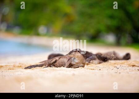 La famiglia delle lontre rivestite liscia riposa sulla spiaggia dopo aver cacciato i pesci in mare e aver viaggiato lungo la costa di Singapore Foto Stock
