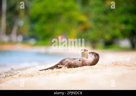 Due membri della famiglia delle lontre rivestite lisce riposano sulla spiaggia dopo aver cacciato i pesci in mare e aver viaggiato lungo la costa di Singapore Foto Stock