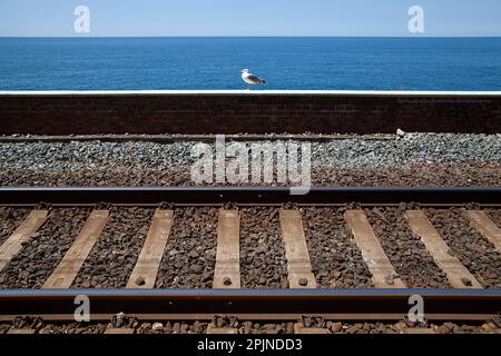 Un gabbiano si trova accanto alla linea ferroviaria costiera delle cinque Terre express nel villaggio di Manarola, nella pittoresca regione delle cinque Terre. Foto Stock