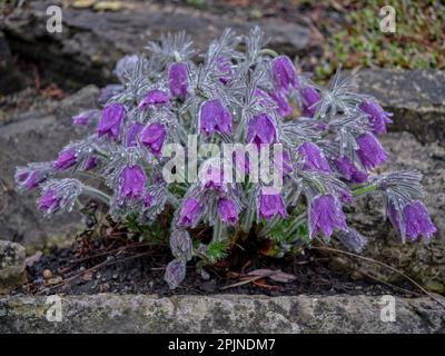 Gruppo di fiori di pasque in erba coperto da gocce di pioggia Foto Stock