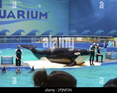 Miami, Stati Uniti. 18th giugno, 2012. File foto di Lolita, la balena assassino, conosciuta anche come Tokitae, sarà liberata dopo essere stata in cattività per più di 53 anni. La balena killer tornerà nel suo habitat naturale del Pacifico nord-occidentale, dopo aver suonato presso un'attrazione turistica di Miami per decenni. Preso da sua madre e dai suoi sette fratelli all'età di quattro anni, Lolita arrivò al Miami Seaquarium per una tassa di appena €5.500 dollari nel 1970. Miami, Florida, USA nel luglio 2012. Foto di Christophe Geyres/ABACAPRESS.COM Credit: Abaca Press/Alamy Live News Foto Stock