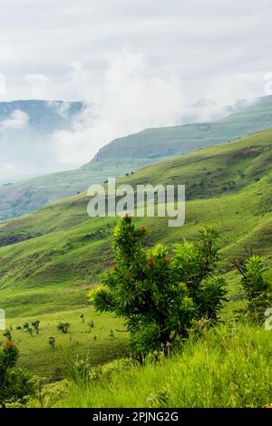 Un Protea Bush comune con le montagne Drakensberg, in parte avvolto nella nebbia, sullo sfondo Foto Stock