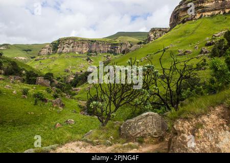 Le praterie Afromontane delle montagne Drakensberg con un sugarbush comune in primo piano Foto Stock