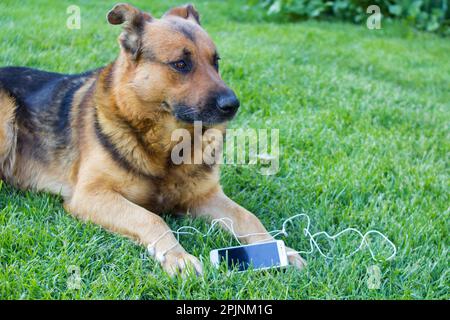 cane grande sull'erba con cuffie e telefono cellulare Foto Stock