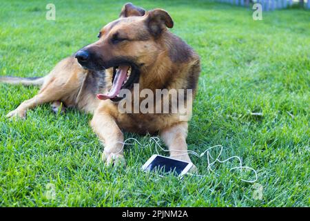 Il cane sull'erba canta con uno smartphone e le cuffie Foto Stock