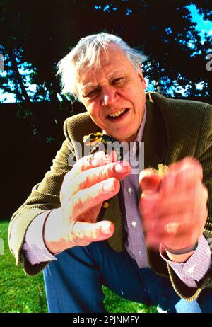 David Attenborough con un salamander nel giardino della sua casa a Kew Foto Stock