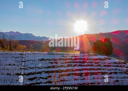 Vigneto con neve in inverno e Sunbeam a collina d'oro con montagna a Lugano, Ticino in Svizzera. Foto Stock