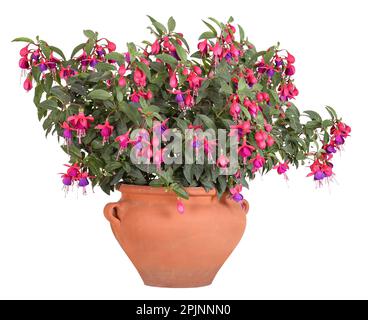 Fucsia bicolore in una pentola di terracotta, fondo isolato Foto Stock