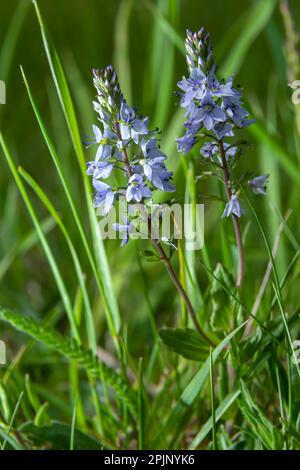 La Veronica prostrata è una pianta a bassa fioritura blu chiaro di colline soleggiate, un fiore di montagna. Foto Stock