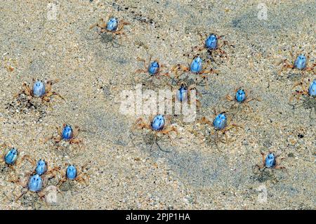 Granchi soldato azzurro (Mictyris longicarpus) da Hook Island, Queensland, Australia. Foto Stock