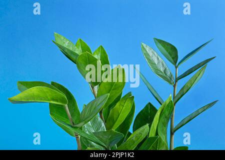 Rami verdi di Zamioculcas, o Zamiifolia pianta di zz primo piano su uno sfondo blu, giardinaggio domestico e connessione con il concetto di natura Foto Stock