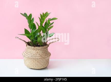 Zamioculcas, o pianta di zamiifolia in una pentola di vimini su una tabella bianca vicino alla parete rosa, giardinaggio domestico e concetto minimo dell'arredamento domestico Foto Stock