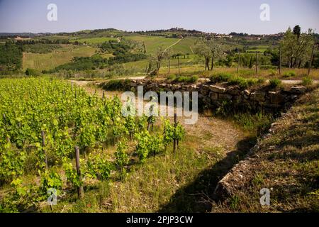 Vigneti a Lamole Chianti Toscana Foto Stock