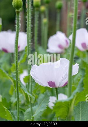 Papaver somniferum, il papavero di oppio o i fiori di papavero di breadseed in estate. Foto Stock