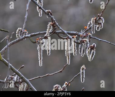 Gli orecchini Aspen (Populus tremula, Populus pseudotremula) fioriscono in natura in primavera Foto Stock