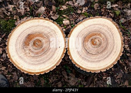 Sezioni trasversali dell'albero in primo piano Foto Stock