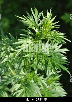 Il legno di wormwood (Artemisia vulgaris) cresce selvaggio nella natura Foto Stock