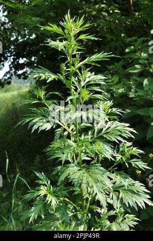 Il legno di wormwood (Artemisia vulgaris) cresce selvaggio nella natura Foto Stock