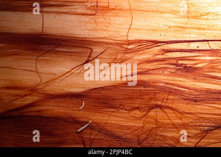 Tronco di albero caduto senza corteccia in primo piano Foto Stock