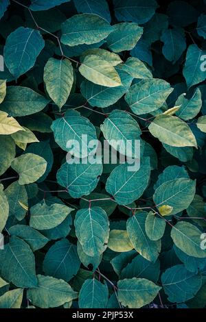 foglie verdi di piante annodate giapponesi in primavera, sfondo verde Foto Stock