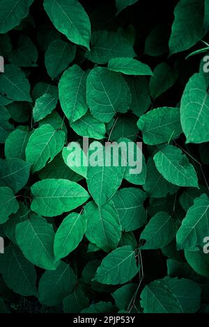 foglie verdi di piante annodate giapponesi in primavera, sfondo verde Foto Stock