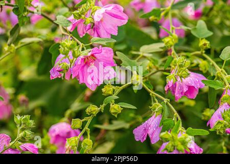 Lavatera thuringiaca fiori in un giardino. Foto Stock