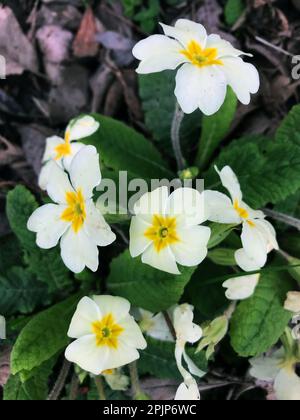 Primo piano di fiori bianchi pin & foglie di piante di primule inglese, Primula vulgaris, la primrose comune è una specie di piante da fiore giardino cottage Foto Stock