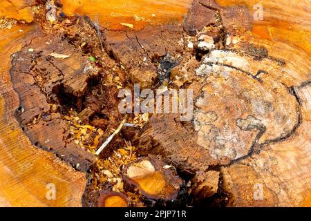 Primo piano del nocciolo marcio, malato del ceppo di un albero abbattuto di recente. Foto Stock