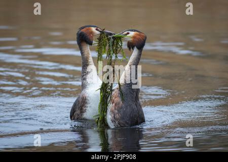 Great Crested Grebes esegue la danza delle erbacce e RSPB Lakenheath fen 1st aprile 2023 Foto Stock