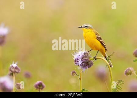 Western Yellow Wagtail uccello seduto su una pianta (Motacilla flava) Foto Stock
