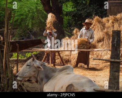 MYANMAR, TAUNGUYI, DICEMBRE 2017: Agricoltori non identificati che lavoravano il riso il 31 dicembre 2017 a Taunggyi, Myanmar Foto Stock
