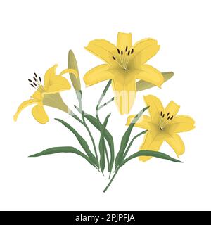 Gigli gialli con germogli e foglie verdi su sfondo bianco. Fiori estivi. Illustrazione vettoriale Illustrazione Vettoriale