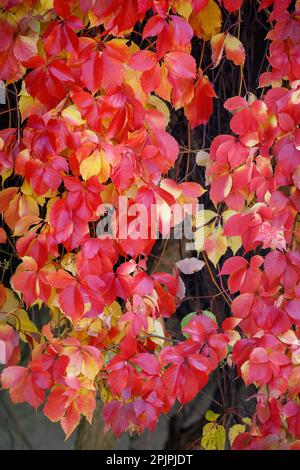 La parete ricoperta da un mix di foglie di edera rossa e gialla di Boston o Parthenocissus tricuspidata in autunno. Foto Stock