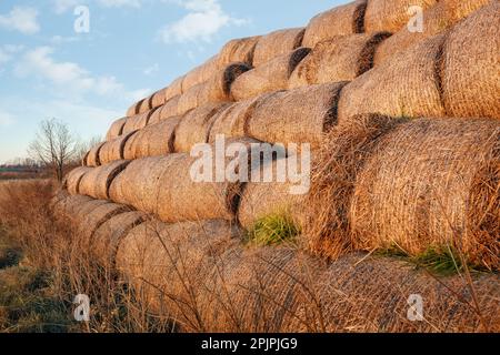 Balle di fieno a secco stack balle, campagna rurale paglia sfondo. Balle di fieno capannone di stoccaggio paglia pieno di balle di fieno in azienda agricola. Foto Stock