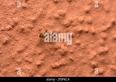 Formica da giardino (genere Lasius) da sola su un muro di pietra, macrofotografia, insetti, Hymenoptera Foto Stock